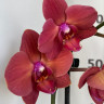 Орхидея Phalaenopsis, midi (цветет, РЕАНИМАШКА*)