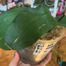Орхидея Phalaenopsis Milan (отцвел, РЕАНИМАШКА*)