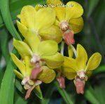 Орхидея Vanda