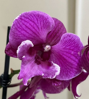 Орхидея Phalaenopsis Black Bear, Big Lip (отцвел, РЕАНИМАШКА)