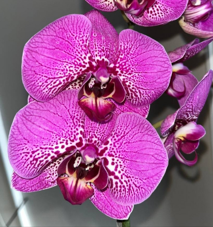 Орхидея Phalaenopsis Street Spirit 