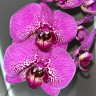 Орхидея Phalaenopsis Street Spirit 