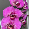 Орхидея Phalaenopsis Street Spirit 