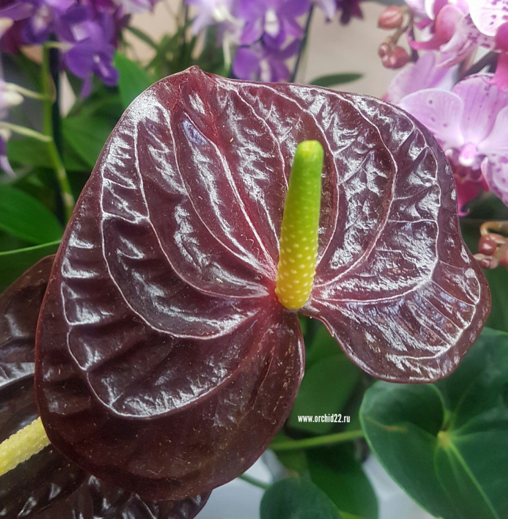 Anthurium Aramon (отцвел)