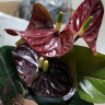Anthurium Aramon (отцвел)