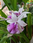 Орхидея Miltonia hybrid 