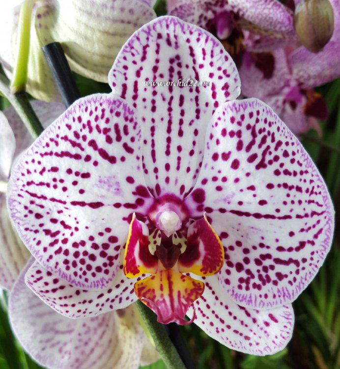 Орхидея Phalaenopsis Invention (отцвел)