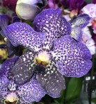 Орхидея Vanda Moonlight Blue 
