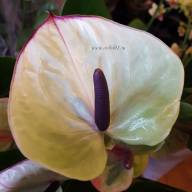 hanging jasmine plant indoor Artificial mini Jasmine