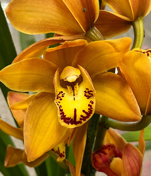Орхидея Cymbidium 