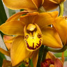 Орхидея Cymbidium 
