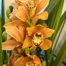 Орхидея Cymbidium 