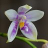 Орхидея Phalalaenopsis hybrid (отцвёл)   