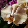 Орхидея Phalaenopsis Mandala (отцвёл)