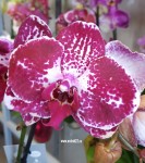 Орхидея Phalaenopsis Elegant Julia (отцвел)