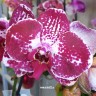 Орхидея Phalaenopsis Elegant Julia (отцвел)