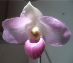 Орхидея Paphiopedilum Ho Chi Minh (отцвёл) 