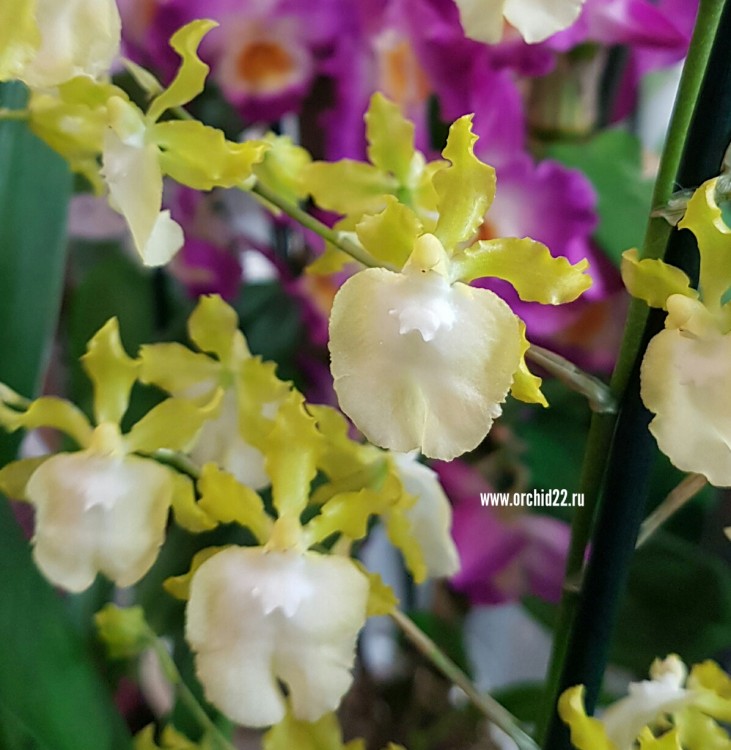 Орхидея Oncidium Pupukea Sunset alba (отцвел)