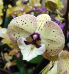 Орхидея Phalaenopsis, big lip  