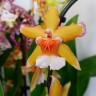 Орхидея Cambria    