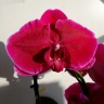 Орхидея Phalaenopsis Fontano Magica