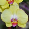 Орхидея Phalaenopsis Lime Light (отцвел)