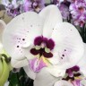Орхидея Phalaenopsis, Big Lip (отцвел, УЦЕНКА)