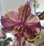 Орхидея Phalaenopsis (цветет, РЕАНИМАШКА)    