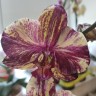 Орхидея Phalaenopsis (цветет, РЕАНИМАШКА)    