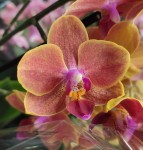 Орхидея Phalaenopsis Sogo Allen, multiflora 