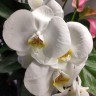 Орхидея Phalaenopsis Lazy Sunday (отцвел, РЕАНИМАШКА)