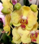 Орхидея Phalaenopsis midi (отцвел)   