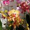 Орхидея Phalaenopsis Bee Sting 