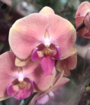 Орхидея Phalaenopsis Big Lip (отцвёл)