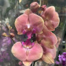 Орхидея Phalaenopsis Big Lip (отцвёл)