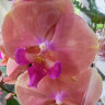 Орхидея Phalaenopsis Menton, Big Lip (отцвёл)