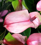 Anthurium Hot Lips (отцвел)