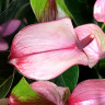 Anthurium Hot Lips (отцвел)