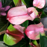 Anthurium Hot Lips (отцвел)