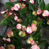 Anthurium Hot Lips (отцвел)