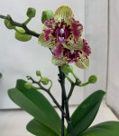 Орхидея Phalaenopsis peloric   