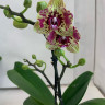 Орхидея Phalaenopsis peloric   