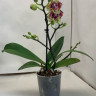 Орхидея Phalaenopsis peloric   