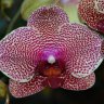 Орхидея Phalaenopsis I-Hsin Sesame (отцвел)