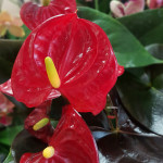 Anthurium Coral Champion 