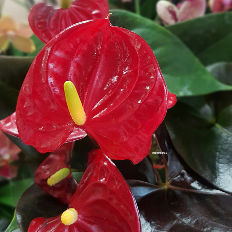 Anthurium Coral Champion 
