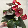 Anthurium Coral Champion 