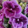Орхидея Phalaenopsis Wild Berry, Big Lip (отцвел, РЕАНИМАШКА)