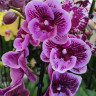 Орхидея Phalaenopsis Wild Berry, Big Lip (отцвел, РЕАНИМАШКА)