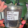 Орхидея Phal. Veronica mutation (отцвел, РЕАНИМАШКА*) 